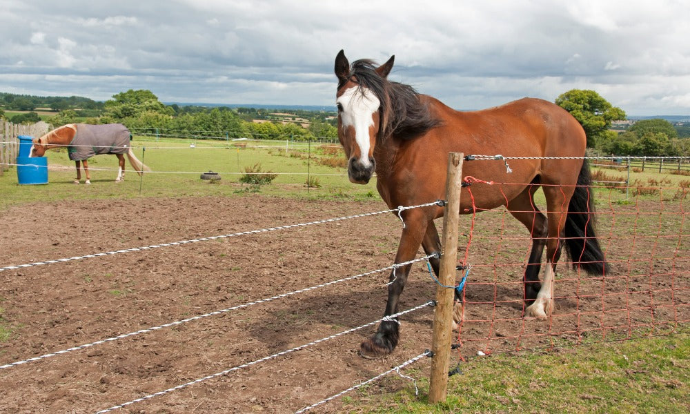 Is Electric Fencing Safe for horses?