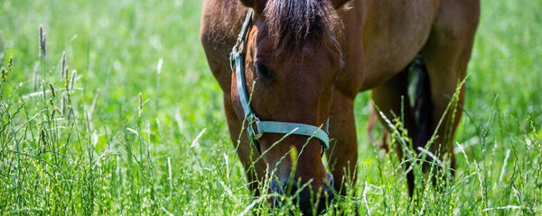 Calcium Supplementation for Horses