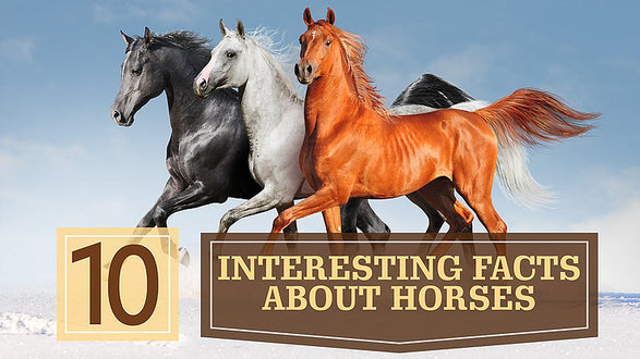 Ten Facts About The Universe And Supplements For Horses