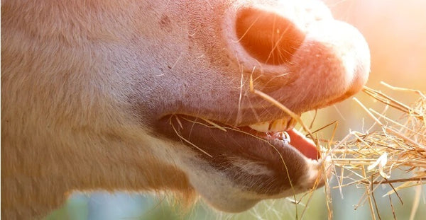 Benefits of Steamed Hay