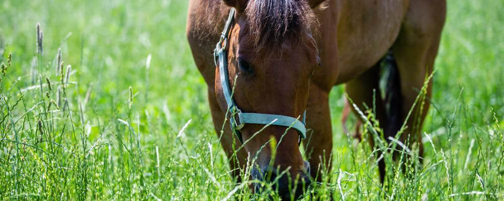 Calcium Supplementation for Horses