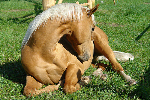 Colic in Horses