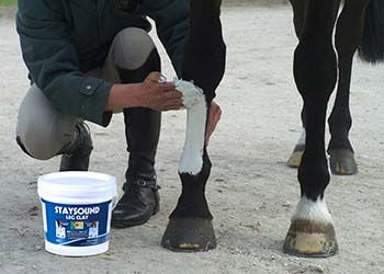 Efficiency of Topical Cooling Agents in the Equine Limb
