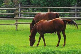 Forage - A Critical Part of your Horses Ration