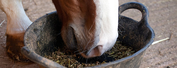 Feeding Forage and Avoiding Colic