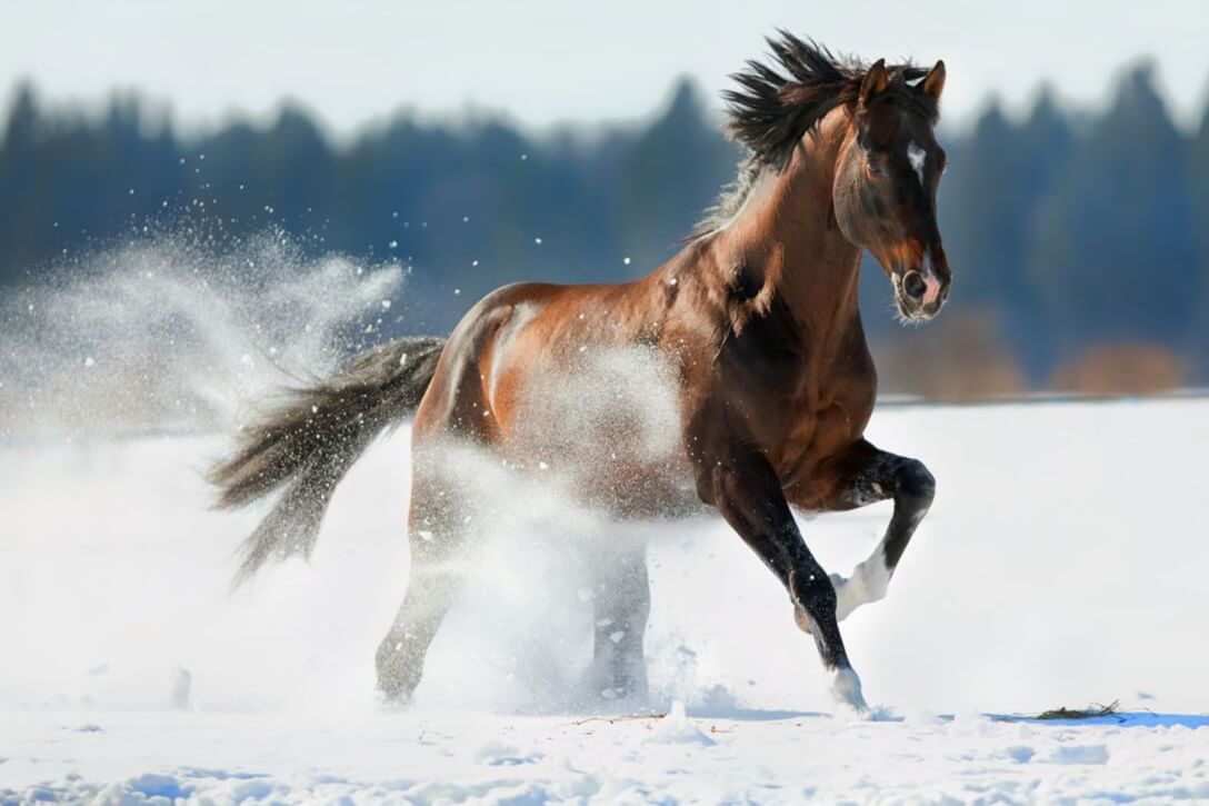Winter Care for Arthritic Horses