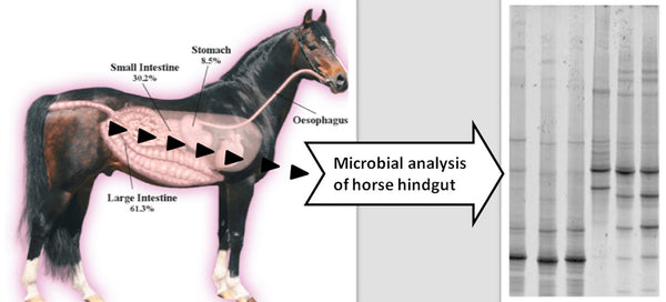 Allowing the Horses Stomach to Function in the Normal Way