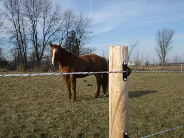 HD Line Post Insulator Horse Fence